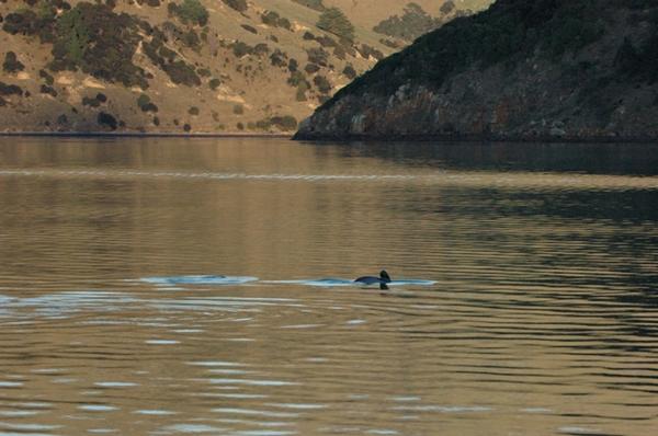 Hectors off Onawe mid-winter show Hector's dolphins well within the flounder area in mid-winter.  